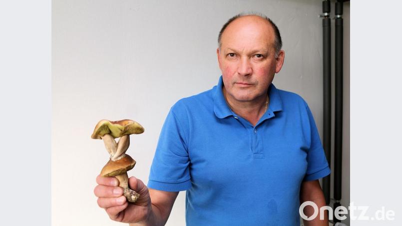 Aus der Kappe eines Steinpilzes gingen zwei weitere Steinpilze hervor. Den sensationellen Pilzfund seiner Ehefrau Thelma im Steinwald, konnte Johannes Meister (Bild), der nur wenige Meter neben ihr nach Steinpilzen Ausschau hielt, anfänglich gar nicht glauben. Bild: bsc