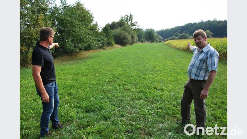 Seit dem Volksbegehren „Rettet die Bienen!“ sind diese Gewässerschutz-Streifen Pflicht – wie hier am Hammerbach auf einer Breite von 15 Metern. Bild: gsp