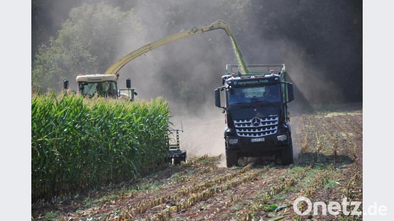 Der Mais steht noch auf den Feldern. Die ersten Maschinen zur Silage sind aber bereits unterwegs. Bild: gsp