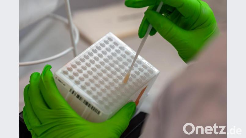 Eine Mitarbeiterin arbeitet an der Einsortierung der Wattestäbchen für den Typisierungsprozess der DNA. Symbolbild: Robert Michael/dpa