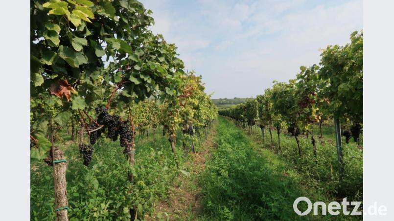 Weiden am See steckt mitten in der Weinernte. Bild: Kunz