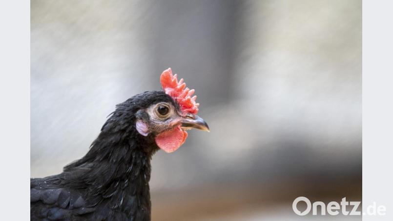 Der Augsburger Zoo will Tiere der seltenen bayerischen Hühnerrasse Augsburger Huhn vor dem Aussterben bewahren. Symbolbild: Stefan Puchner/dpa