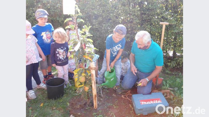 Willi König vom Obst- und Gartenbauverein half den Kindern unter anderem beim Pflanzen des kleinen Apfelbaums und zeigte den jungen Hobbygärtnern gleich, dass ein solcher Baum auch ein Stück Verantwortung mit sich bringt. Bild: mez