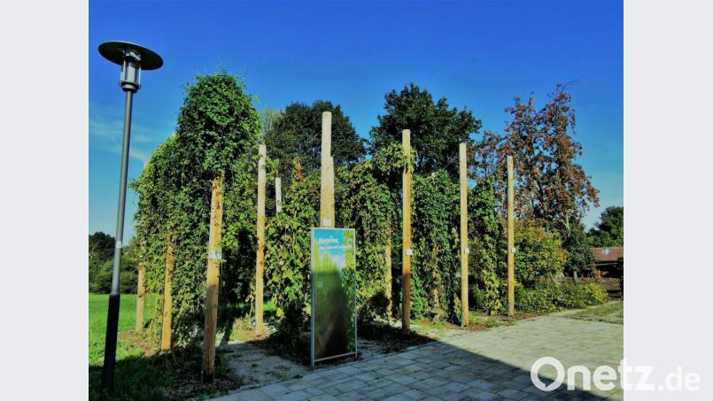 Am Kommunbrauhaus wachsen fünf verschiedene Hopfensorten gegen den Himmel. Bild: gz