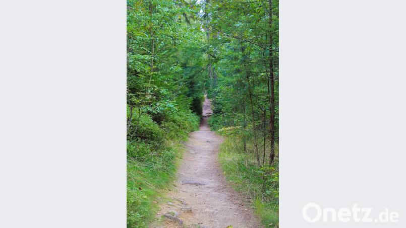 Idyllische schmale Wege mit dichtem Baumbewuchs gehören ebenfalls zum Waldhistorischen Lehrpfad. Bild: bsc