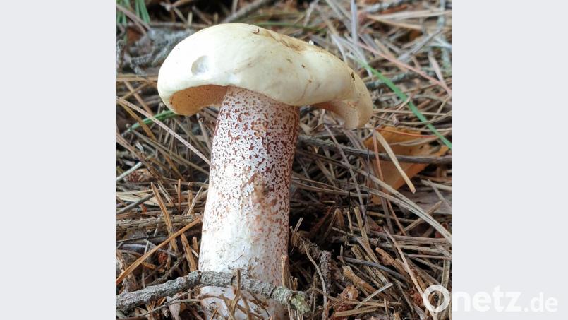 Weiß, mit braunen Punkten am Stiel - so ragt der Elfenbeinröhrling in einem Waldgebiet nahe Pressath aus den Fichtennadeln. Das Schwammerl zählt zu den seltenen Pilzen. Bild: Erhard Walberer/exb