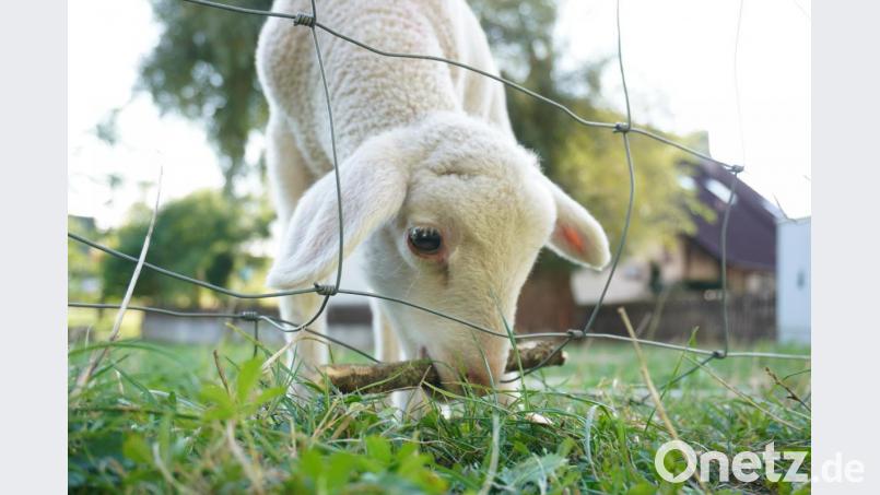 Ein Lamm apportiert ein Stöckchen. Bild: Alexandra Bauer