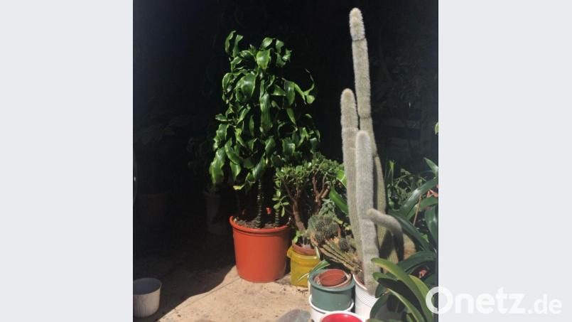 So sieht eine Abholung bei den Mädels von &quot;Love or Leaf&quot; aus: Kaktus inklusive. Bild: Ilinov/exb