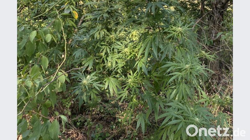 Diese Marihuana-Pflanzen entdeckte ein Spaziergänger am Dienstagnachmittag. Bild: exb