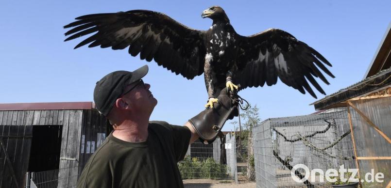 Sie sind ein eingeschworenes Paar – Claus Luber und seine Kattl, das derzeit schmollende Steinadlerweibchen. Bild: Petra Hartl