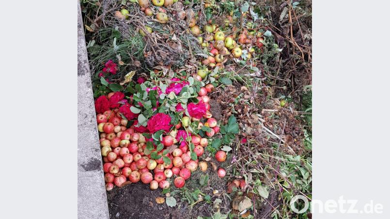 Rot und saftig: Statt die Äpfel in den Müll zu werfen, könnten die Besitzer zuerst an andere Bürger oder Waldtiere denken, sagt Meike Meitner. Bild: Meike Meitner