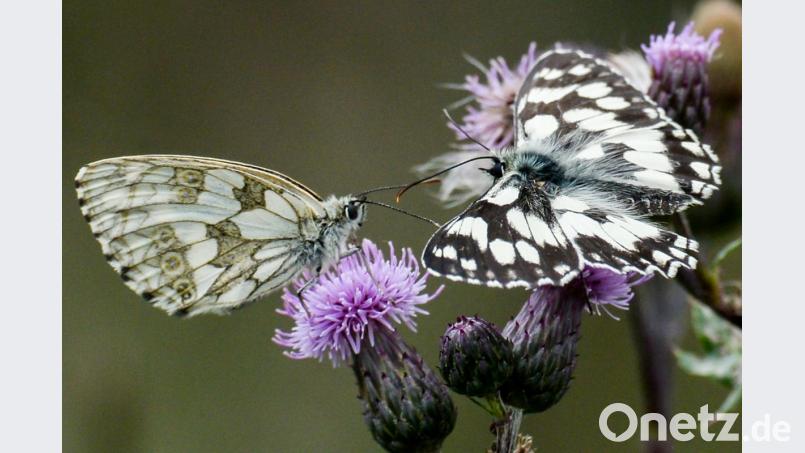 Allerlei Schmetterlinge wurden bereits auf den Blühstreifen des Landkreises entdeckt, darunter auch der Schachbrettfalter. Die Schmetterlingsart ist durch intensive Landwirtschaft bedroht, denn sie braucht nährstoffarme, blütenreiche Wiesenbereiche, die bis Ende Juli nicht gemäht werden. Bild: Jens Kalaene/dpa
