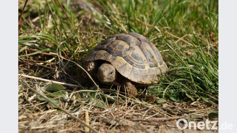 Landschildkröte Amanda lebt im Garten von Nicole Reichl in Neustadt/Waldnaab. Bild: kaz