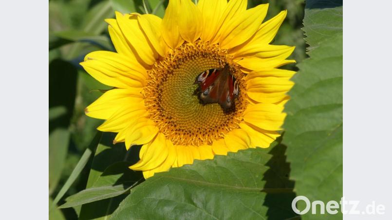 Nahrungsstätte mit Goldrahmen. Bild: rn