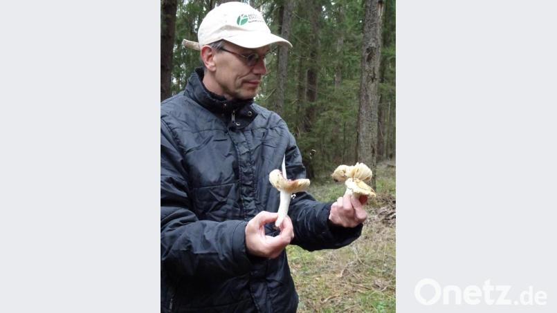 Pilzsachverständiger Stefan Hartwig konnte bei der Pilzwanderung rund 50 verschiedene Pilzarten bestimmen. Bild: hm