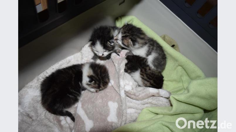 Jahr für Jahr kämpfen die Tierheime mit einer Schwemme an kleinen Katzen. Bild: Tierschutzbund