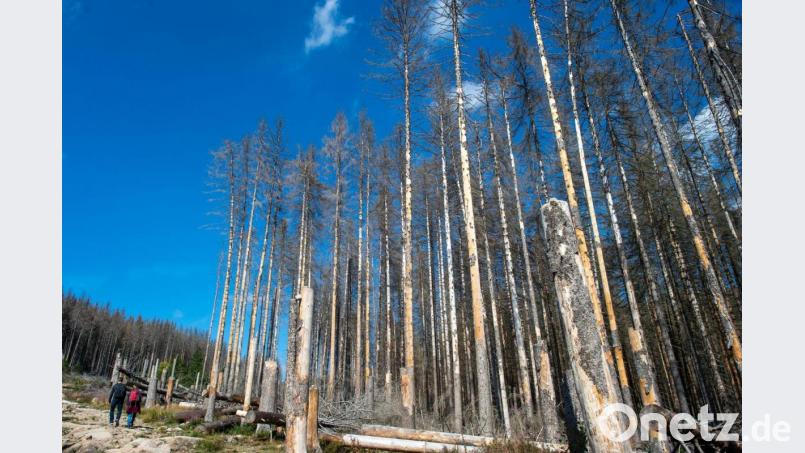 Wanderer gehen im Nationalpark Harz an abgestorbenen Fichten vorbei. Die Nadelbäume fielen dem Borkenkäfer zum Opfer. Bild: Klaus-Dietmar Gabbert/dpa