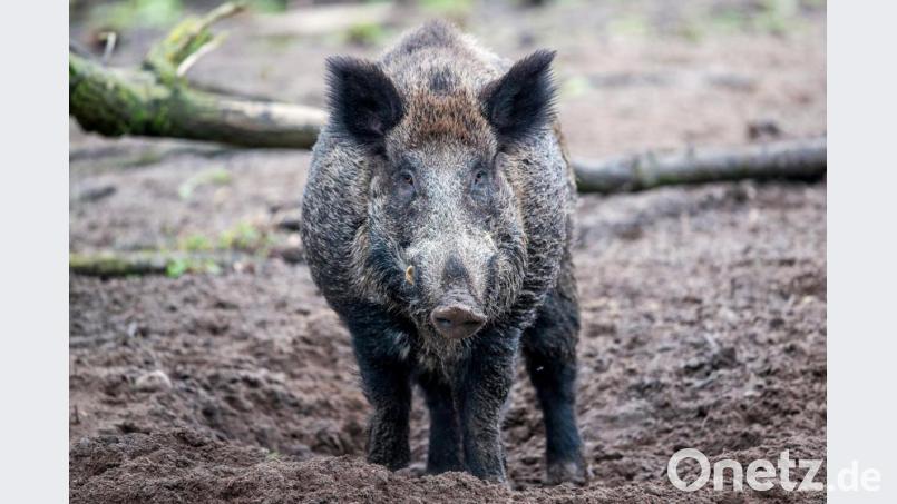 Vielerorts sind die Wildschweine auf dem Vormarsch. Erklärungen dürften in einem üppigen Futterangebot und den milden Wintern der vergangenen Jahre zu suchen sein.. Bild: Jens Büttner