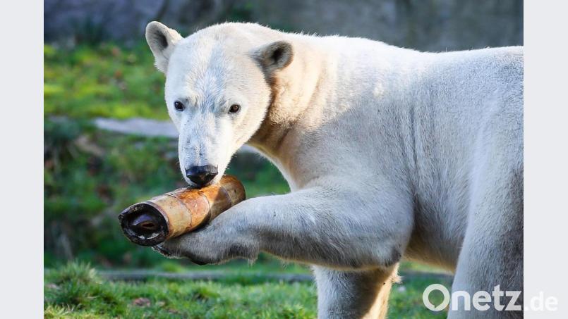 Eisbärin Nanuq kam aus dem Zoo de Cerza. Bild: Dominique Villiseck/Zoo Mulhouse/dpa