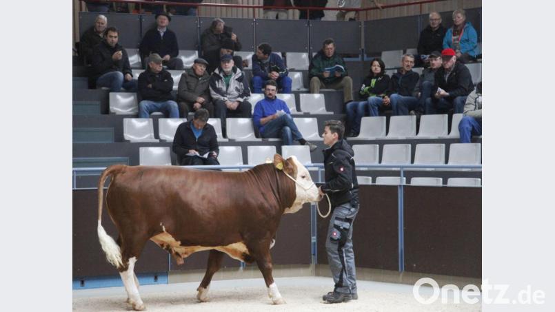 Regelmäßig führen die Züchter Bullen, Kühe und Kalbinnen über den &quot;Laufsteg&quot; des Tierzuchtzentrums. Am 7. Oktober findet hier der mittlerweile 888. Rindermarkt statt. Bild: Hirsch