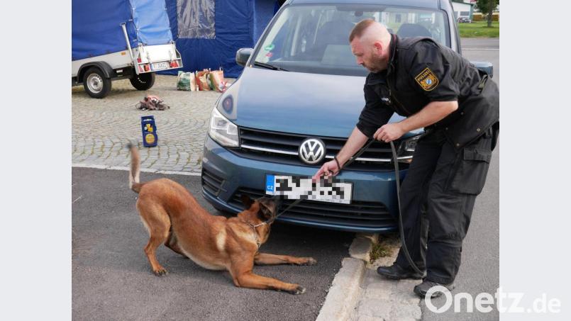 Auch der Malinotrüde kam bei der Rauschgiftsuche zum Einsatz. Bild: hmr