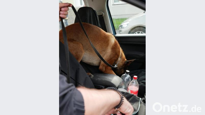 Kaum zu bremsen war der Rauschgiftspürhund bei der Suche nach Drogen im Fahrzeug. Bild: hmr