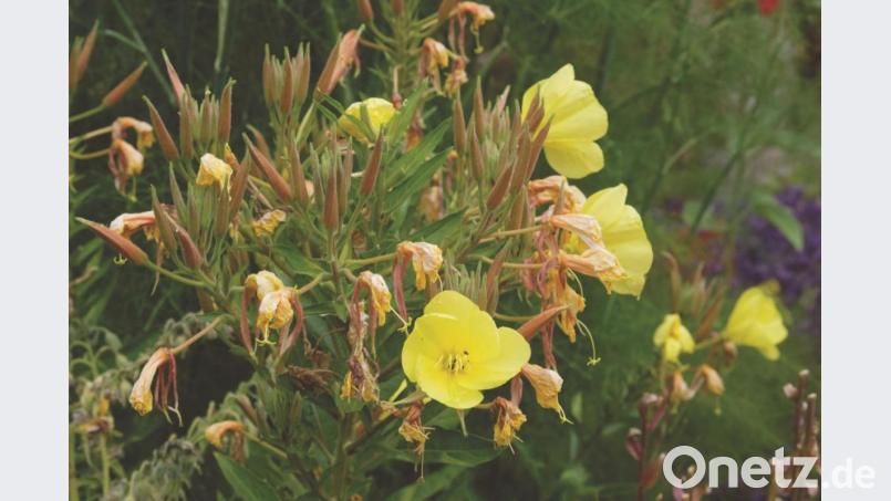 Nur einen Tag und eine Nacht entfaltet sich jede einzelne Blüte der Nachtkerze. Bild: Regina Herrmann/exb