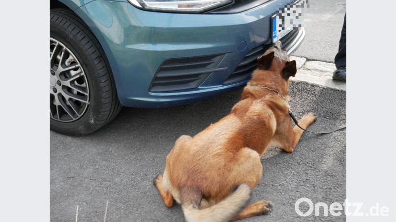 Der durch regungsloses Verharren an der Fundstelle passiv anzeigende Rauschgiftspürhund bei der intensiven Nasenarbeit. Bild: hmr