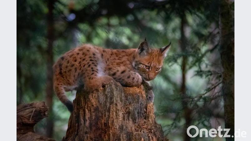 Der Luchsnachwuchs im Bayerwald-Tierpark Lohberg begeistert die Besucher. Bild: Peter Neunteufel