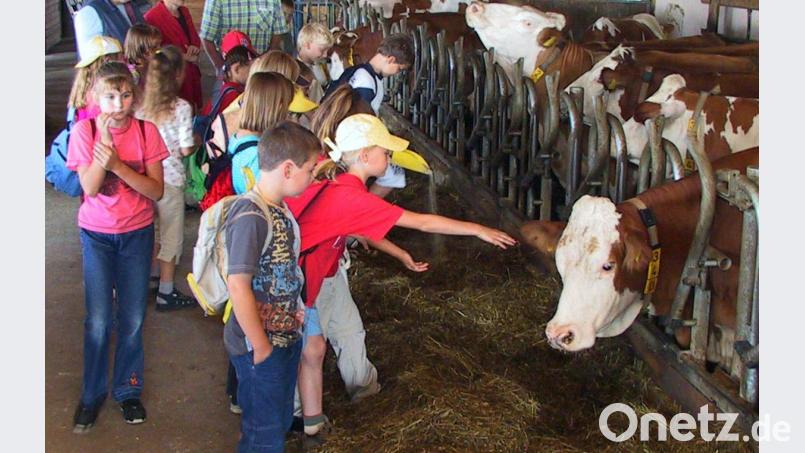 Viele Kinder sehen beim Projekttag zum ersten Mal, wie Kühe und Kälber gehalten und versorgt werden. Archivbild: Götz