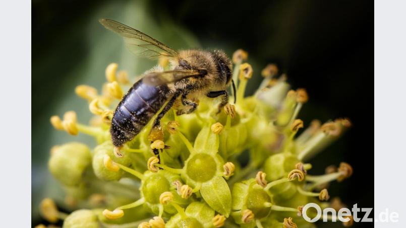 Bienen und andere Insekten finden im Herbst am Efeu noch Nektar. Bild: Hösamer