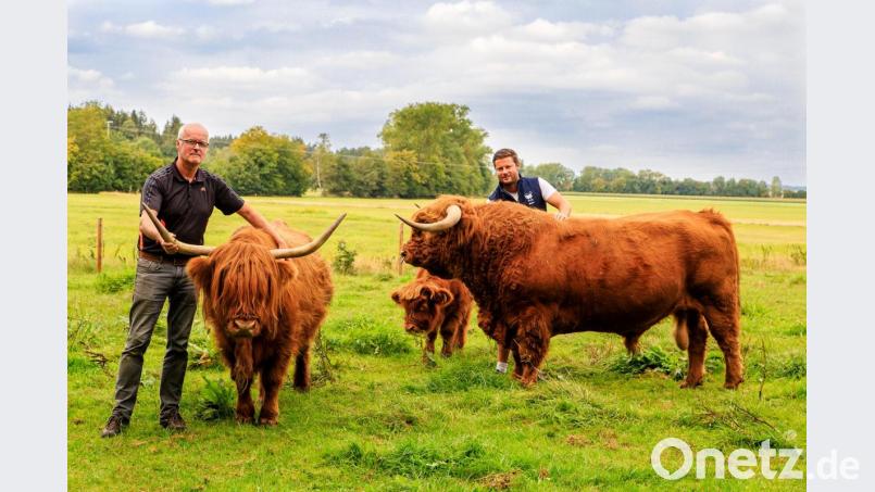 Gerhard und Simon Bayer (von links) mitten in der Herde: Auf der Weide zwischen Stulln und Brensdorf grasen Schottische Hochlandrinder. Bild: Hösamer