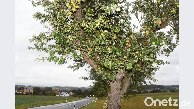 Das Obst der städtischen Bäume wie hier am Breiten Weg soll den Bürgern zugute kommen. Bild: Gabi Schönberger