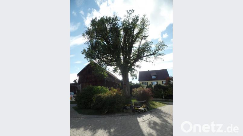 Das einzige Baumdenkmal in der Gemeinde Speichersdorf, das in der Naturdenkmalliste eingetragen ist, die mächtige Siegeseiche in der Dorfmitte in Windischenlaibach. Bild: br