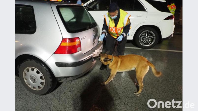 Angeleitet von Polizeihauptmeisterin Stefanie Rute beschnuppert Polizeihund Cliff diesen Golf auf der Suche nach Drogen. In diesem Fall kann die feine Nase des sehr konzentriert arbeitenden Belgischen Schäferhundes vom Typ Malinois aber nichts erschnüffeln. Bild: bl