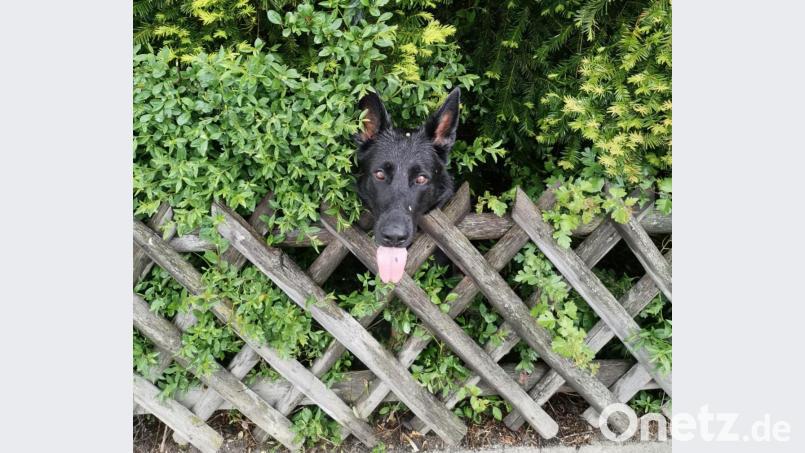 In diesem Garten wache ich: Die Haltung des Hundes wird ab dem nächsten Jahr im Bereich der Stadt Nabburg um zehn Euro teuerer. Bild: jua