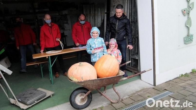 Manche Jung-Gärtner benötigten sogar einen Schubkarren, um ihre Kürbisse zur Prämierung zu bringen. Belohnt wurden alle Mädchen und Buben. Bild: wro