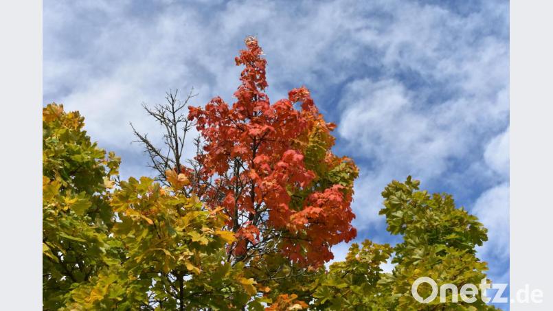 Der Herbst hat ein farbenprächtiges Kleid angezogen. Bild: rgr