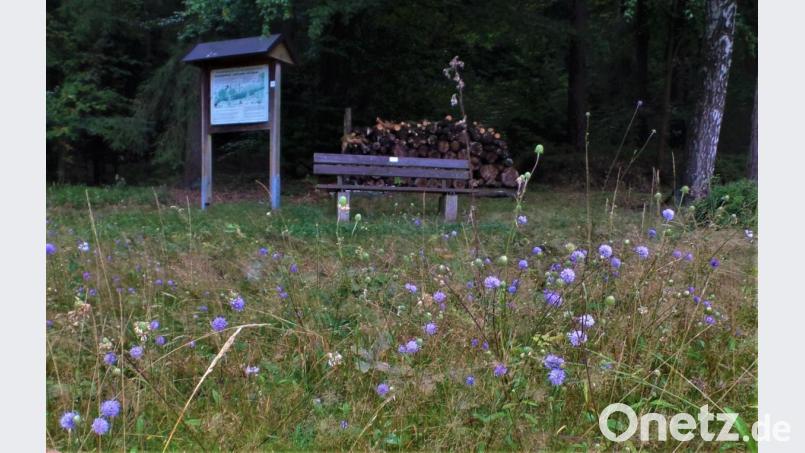Der Teufelsabbiss hat seinen Namen einer Sage zu verdanken. In Kohlberg blüht er besonders schön. Bild: jml