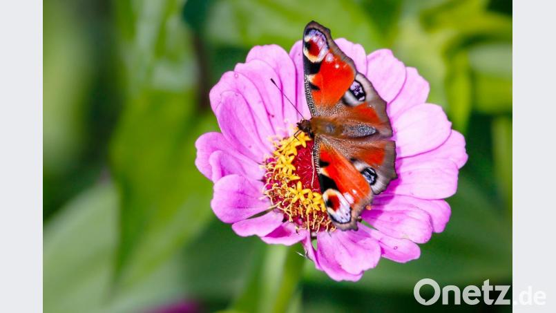 Ein Tagpfauenauge sucht Nahrung auf einer Anemone. Bild: Hösamer