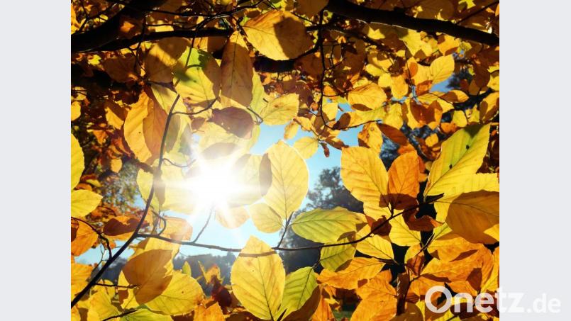 Ein Spaziergang in der Herbstsonne macht so richtig glücklich. Bild: Dan Race – stock.adobe.com