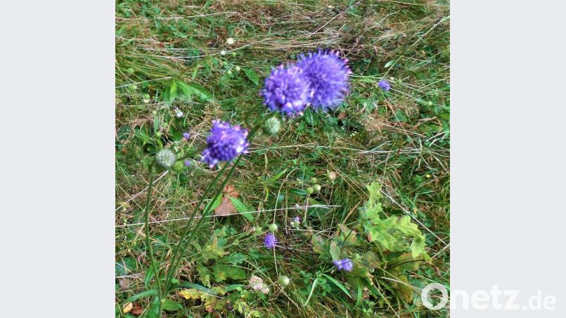 Der Teufelsabbiss hat seinen Namen einer Sage zu verdanken. In Kohlberg blüht er besonders schön. Bild: jml