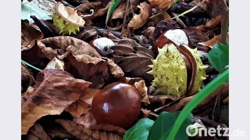 Kastanienzeit Bild: myd