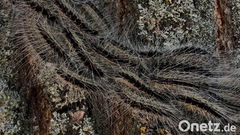 Hier sieht man, woher der Eichenprozessionsspinner seinen Namen hat: Die Raupen mit den gefährlichen Haaren krabbeln wie in einer Prozession am Stamm eines Baumes nach oben - bevorzugt an Eichen. Bild: eik