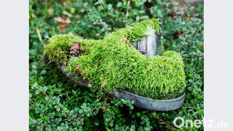Ein Turnschuh im Wald. Bild: Josef Alois Hartl