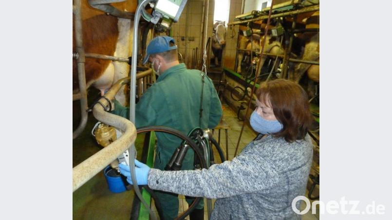 Zwischen Euter und Melkmaschine: Probenehmerin Helga Probst ist circa einmal im Monat am Adlbauernhof beim Melken dabei. Landwirt Georg Dirscherl erhält anschließend ein Protokoll der Milchleistungsprüfung. Bild: Portner