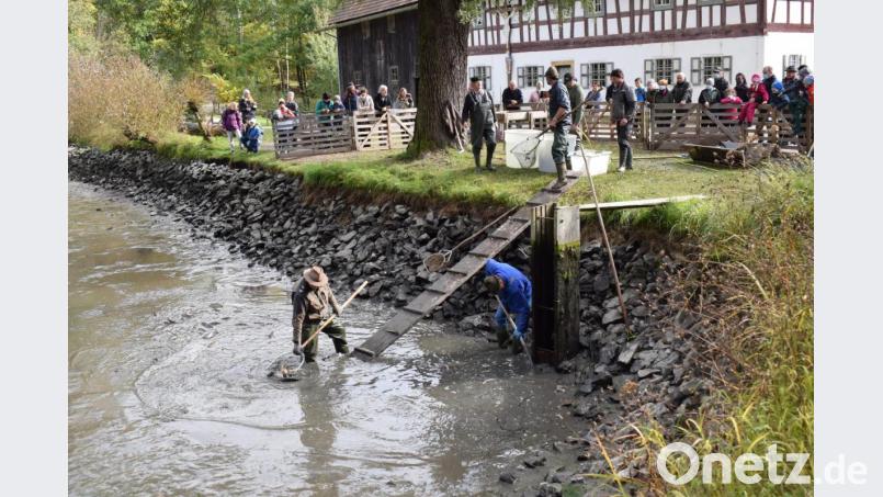 Für die Helfer ist das Abfischen Schwerstarbeit. Alle Fische werden sortiert, gezählt und gewogen. Bild: bnr