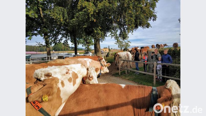 Die Kühe werden auf die Weide gelassen. Bild: Lisa Hertel, Öko-Modellregion Stiftland/exb