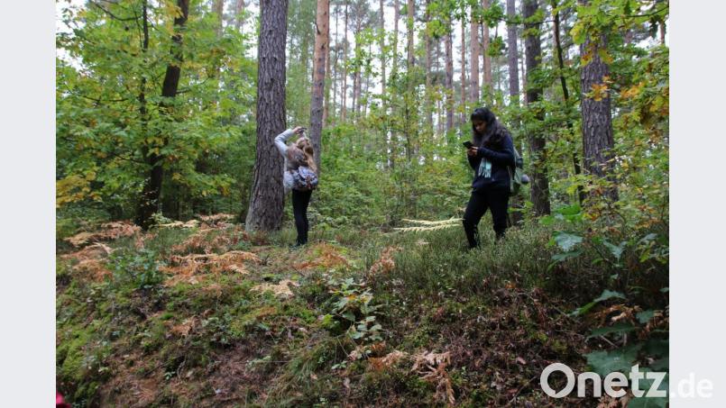 Anhand von Rinde, Blättern und Form der Bäume zeigt die App den Baum an. Bild: sne