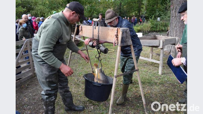 Dieser Karpfen brachte elf Kilo auf die Waage. Er wird auch im nächsten Jahr wieder seine Bahnen im Mühlteich ziehen. Bild: bnr